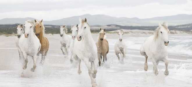 Лошадиные силы в автомобиле: как узнать, как рассчитать